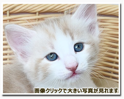 ノルウェージャンフォレストキャット