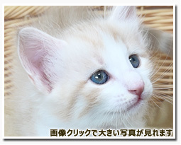 ノルウェージャンフォレストキャット