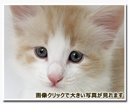 ノルウェージャンフォレストキャット