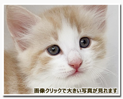 ノルウェージャンフォレストキャット