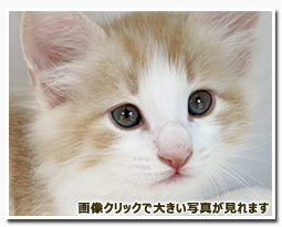 ノルウェージャンフォレストキャット