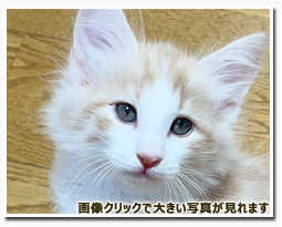 ノルウェージャンフォレストキャット