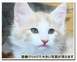 ノルウェージャンフォレストキャット