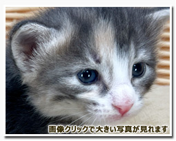 ノルウェージャンフォレストキャット