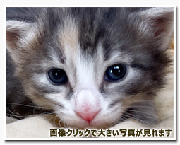 ノルウェージャンフォレストキャット