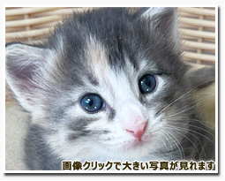 ノルウェージャンフォレストキャット