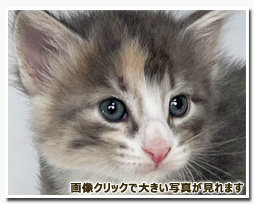 ノルウェージャンフォレストキャット