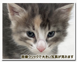 ノルウェージャンフォレストキャット