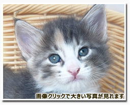 ノルウェージャンフォレストキャット