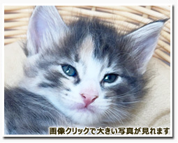 ノルウェージャンフォレストキャット