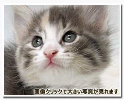 ノルウェージャンフォレストキャット