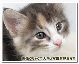 ノルウェージャンフォレストキャット