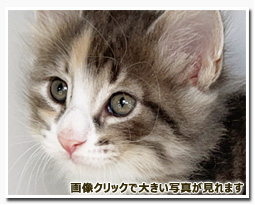 ノルウェージャンフォレストキャット