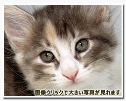 ノルウェージャンフォレストキャット