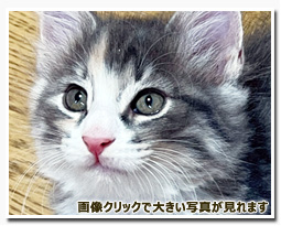 ノルウェージャンフォレストキャット