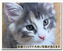 ノルウェージャンフォレストキャット