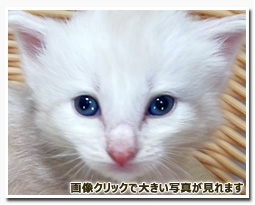 ノルウェージャンフォレストキャット