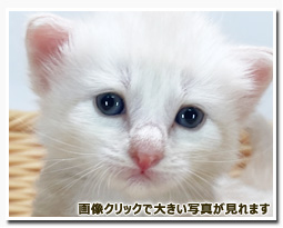 ノルウェージャンフォレストキャット