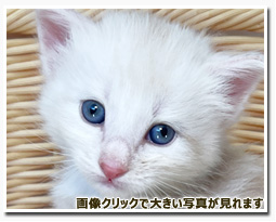 ノルウェージャンフォレストキャット