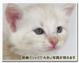 ノルウェージャンフォレストキャット