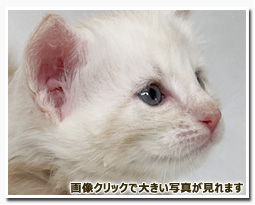 ノルウェージャンフォレストキャット