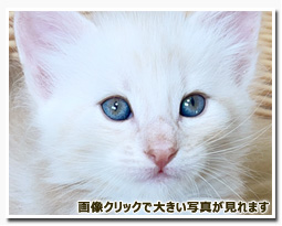 ノルウェージャンフォレストキャット