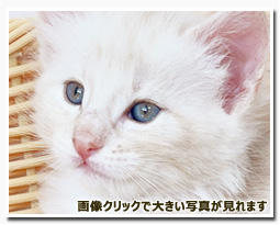 ノルウェージャンフォレストキャット