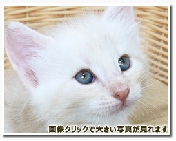 ノルウェージャンフォレストキャット