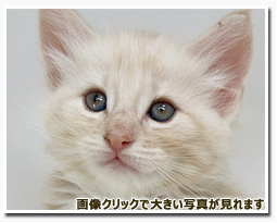 ノルウェージャンフォレストキャット