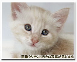 ノルウェージャンフォレストキャット