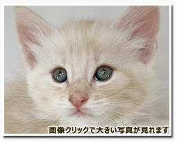 ノルウェージャンフォレストキャット