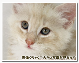 ノルウェージャンフォレストキャット