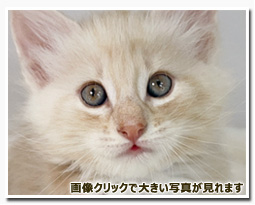 ノルウェージャンフォレストキャット