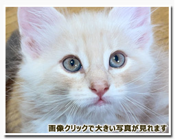 ノルウェージャンフォレストキャット