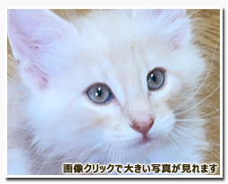 ノルウェージャンフォレストキャット