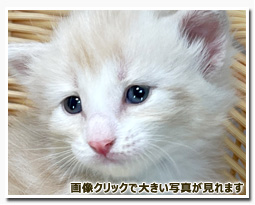 ノルウェージャンフォレストキャット