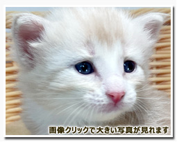 ノルウェージャンフォレストキャット