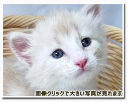 ノルウェージャンフォレストキャット