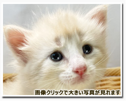 ノルウェージャンフォレストキャット