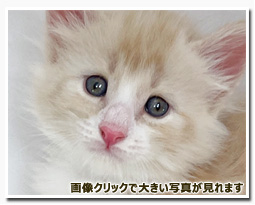 ノルウェージャンフォレストキャット