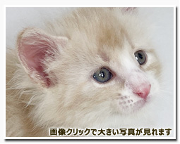 ノルウェージャンフォレストキャット