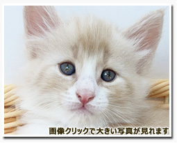 ノルウェージャンフォレストキャット