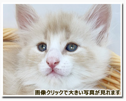 ノルウェージャンフォレストキャット