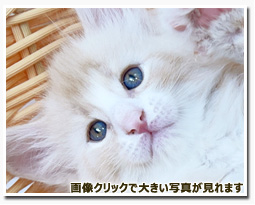 ノルウェージャンフォレストキャット