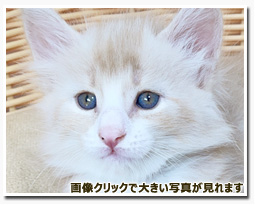 ノルウェージャンフォレストキャット