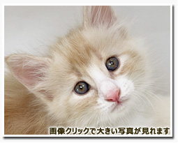 ノルウェージャンフォレストキャット