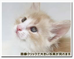 ノルウェージャンフォレストキャット