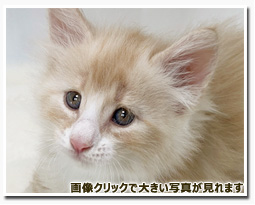 ノルウェージャンフォレストキャット