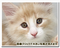 ノルウェージャンフォレストキャット