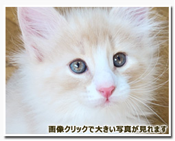 ノルウェージャンフォレストキャット